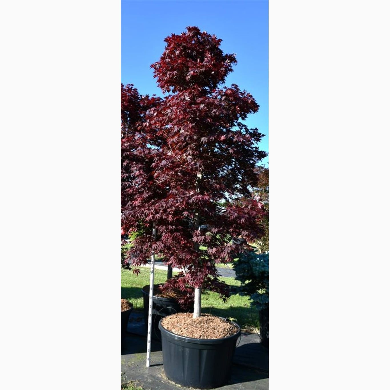 Japansk lönn – Acer pal. 'Fireglow' - 250-300 CM in Cont.